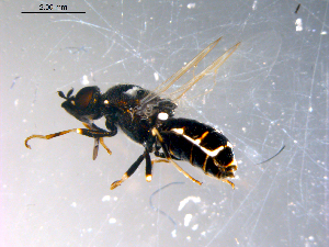  ( - 10PROBE-11543)  @12 [ ] CreativeCommons - Attribution (2011) CBG Photography Group Centre for Biodiversity Genomics