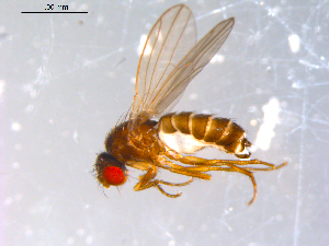  ( - 10PROBE-11552)  @13 [ ] CreativeCommons - Attribution (2011) CBG Photography Group Centre for Biodiversity Genomics