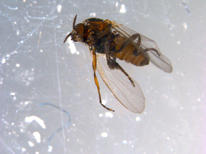  ( - 10PROBE-11557)  @13 [ ] CreativeCommons - Attribution (2011) CBG Photography Group Centre for Biodiversity Genomics