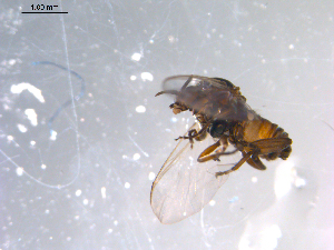  ( - 10PROBE-11560)  @12 [ ] CreativeCommons - Attribution (2011) CBG Photography Group Centre for Biodiversity Genomics