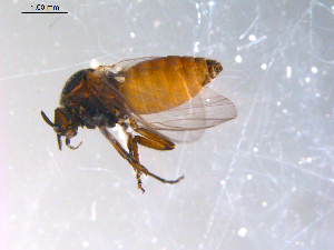  ( - 10PROBE-11569)  @12 [ ] CreativeCommons - Attribution (2011) CBG Photography Group Centre for Biodiversity Genomics