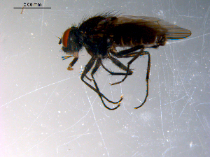  ( - 10PROBE-11583)  @13 [ ] CreativeCommons - Attribution (2011) CBG Photography Group Centre for Biodiversity Genomics