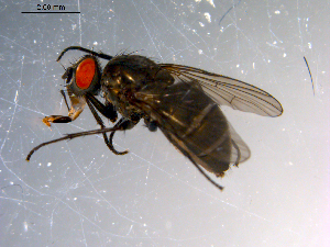  ( - 10PROBE-11585)  @13 [ ] CreativeCommons - Attribution (2011) CBG Photography Group Centre for Biodiversity Genomics