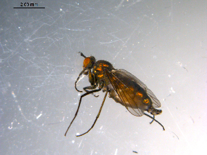  (Scellus sp - 10PROBE-11588)  @13 [ ] CreativeCommons - Attribution (2011) CBG Photography Group Centre for Biodiversity Genomics