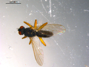  ( - 10PROBE-11682)  @12 [ ] CreativeCommons - Attribution (2011) CBG Photography Group Centre for Biodiversity Genomics