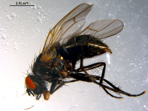  ( - 10PROBE-11740)  @12 [ ] CreativeCommons - Attribution (2011) CBG Photography Group Centre for Biodiversity Genomics