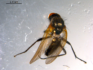  ( - 10PROBE-11741)  @12 [ ] CreativeCommons - Attribution (2011) CBG Photography Group Centre for Biodiversity Genomics