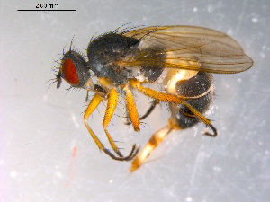  ( - 10PROBE-11776)  @12 [ ] CreativeCommons - Attribution (2011) CBG Photography Group Centre for Biodiversity Genomics
