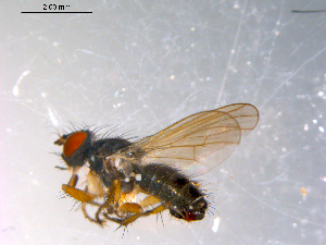  ( - 10PROBE-11777)  @12 [ ] CreativeCommons - Attribution (2011) CBG Photography Group Centre for Biodiversity Genomics