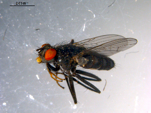  ( - 10PROBE-11807)  @13 [ ] CreativeCommons - Attribution (2011) CBG Photography Group Centre for Biodiversity Genomics
