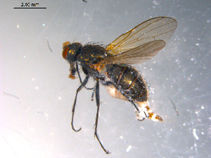  ( - 10PROBE-11817)  @12 [ ] CreativeCommons - Attribution (2011) CBG Photography Group Centre for Biodiversity Genomics