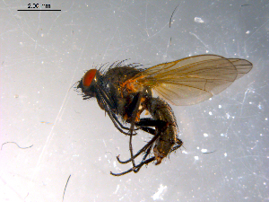 ( - 10PROBE-11877)  @12 [ ] CreativeCommons - Attribution (2011) CBG Photography Group Centre for Biodiversity Genomics