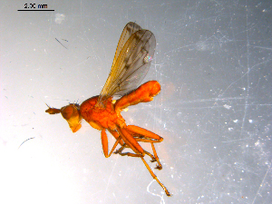  ( - 10PROBE-11910)  @12 [ ] CreativeCommons - Attribution (2011) CBG Photography Group Centre for Biodiversity Genomics