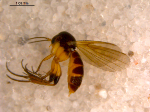  (Sceptonia sp. CJB1 - 10PROBE-11949)  @13 [ ] CreativeCommons - Attribution (2011) CBG Photography Group Centre for Biodiversity Genomics