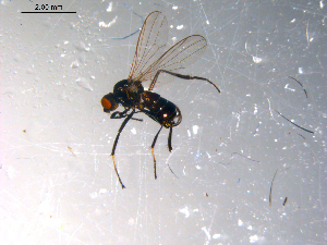  ( - 10PROBE-11960)  @12 [ ] CreativeCommons - Attribution (2011) CBG Photography Group Centre for Biodiversity Genomics