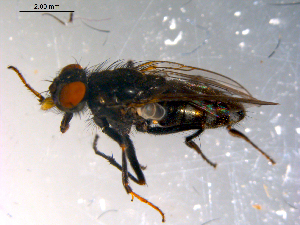  ( - 10PROBE-11977)  @13 [ ] CreativeCommons - Attribution (2011) CBG Photography Group Centre for Biodiversity Genomics