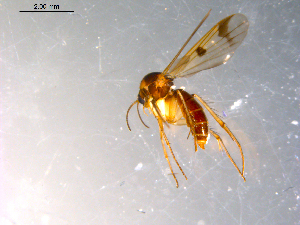  ( - 10PROBE-12048)  @12 [ ] CreativeCommons - Attribution (2011) CBG Photography Group Centre for Biodiversity Genomics