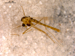  ( - 10PROBE-12056)  @13 [ ] CreativeCommons - Attribution (2011) CBG Photography Group Centre for Biodiversity Genomics