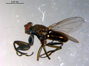  ( - 10PROBE-12100)  @12 [ ] CreativeCommons - Attribution (2011) CBG Photography Group Centre for Biodiversity Genomics