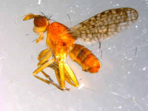  ( - 10PROBE-12112)  @13 [ ] CreativeCommons - Attribution (2011) CBG Photography Group Centre for Biodiversity Genomics