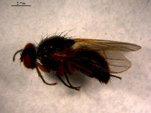  ( - 10PROBE-12131)  @12 [ ] CreativeCommons - Attribution (2011) CBG Photography Group Centre for Biodiversity Genomics