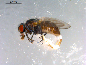  ( - 10PROBE-12265)  @13 [ ] CreativeCommons - Attribution (2011) CBG Photography Group Centre for Biodiversity Genomics