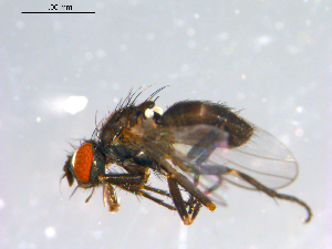  ( - 10PROBE-12293)  @13 [ ] CreativeCommons - Attribution (2011) CBG Photography Group Centre for Biodiversity Genomics