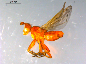  ( - 10PROBE-12295)  @12 [ ] CreativeCommons - Attribution (2011) CBG Photography Group Centre for Biodiversity Genomics