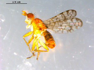  ( - 10PROBE-12296)  @12 [ ] CreativeCommons - Attribution (2011) CBG Photography Group Centre for Biodiversity Genomics