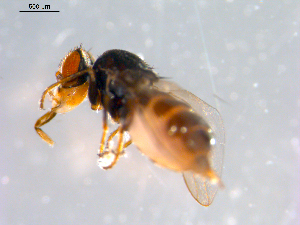  ( - 10PROBE-12336)  @12 [ ] CreativeCommons - Attribution (2011) CBG Photography Group Centre for Biodiversity Genomics