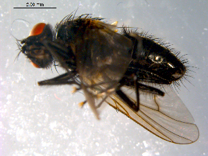  ( - 10PROBE-12358)  @12 [ ] CreativeCommons - Attribution (2011) CBG Photography Group Centre for Biodiversity Genomics