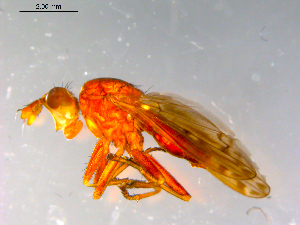  ( - 10PROBE-12411)  @12 [ ] CreativeCommons - Attribution (2011) CBG Photography Group Centre for Biodiversity Genomics