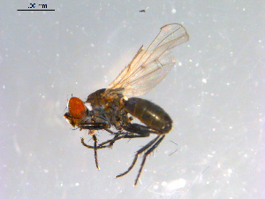  ( - 10PROBE-12430)  @13 [ ] CreativeCommons - Attribution (2011) CBG Photography Group Centre for Biodiversity Genomics