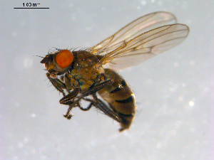  ( - 10PROBE-12435)  @13 [ ] CreativeCommons - Attribution (2011) CBG Photography Group Centre for Biodiversity Genomics