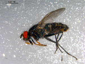  ( - 10PROBE-12452)  @13 [ ] CreativeCommons - Attribution (2011) CBG Photography Group Centre for Biodiversity Genomics