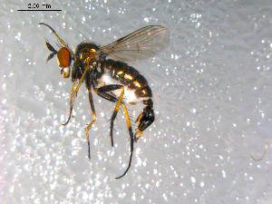  (Dolichopus sp. nr. vanduzeei - 10PROBE-12458)  @13 [ ] CreativeCommons - Attribution (2011) CBG Photography Group Centre for Biodiversity Genomics