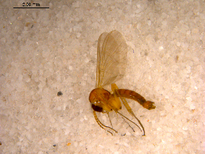  (Sciophila sp. CJB1 - 10PROBE-12496)  @13 [ ] CreativeCommons - Attribution (2011) CBG Photography Group Centre for Biodiversity Genomics