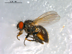  ( - 10PROBE-12513)  @13 [ ] CreativeCommons - Attribution (2011) CBG Photography Group Centre for Biodiversity Genomics