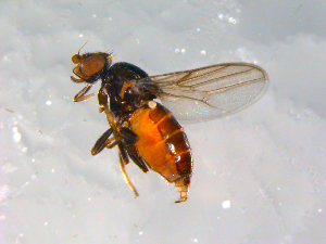  ( - 10PROBE-12534)  @14 [ ] CreativeCommons - Attribution (2011) CBG Photography Group Centre for Biodiversity Genomics