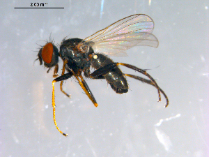  ( - 10PROBE-12548)  @14 [ ] CreativeCommons - Attribution (2011) CBG Photography Group Centre for Biodiversity Genomics