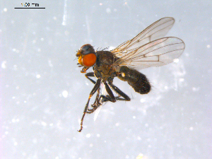  ( - 10PROBE-12585)  @13 [ ] CreativeCommons - Attribution (2011) CBG Photography Group Centre for Biodiversity Genomics