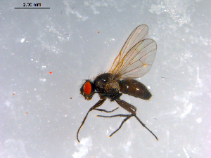  ( - 10PROBE-12613)  @13 [ ] CreativeCommons - Attribution (2011) CBG Photography Group Centre for Biodiversity Genomics