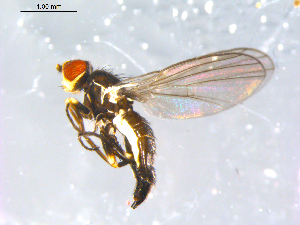  (Cerodontha n.sp - 10PROBE-12669)  @11 [ ] CreativeCommons - Attribution (2011) CBG Photography Group Centre for Biodiversity Genomics