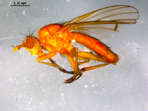  ( - 10PROBE-12687)  @13 [ ] CreativeCommons - Attribution (2011) CBG Photography Group Centre for Biodiversity Genomics