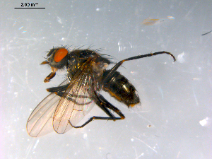  ( - 10PROBE-12713)  @13 [ ] CreativeCommons - Attribution (2011) CBG Photography Group Centre for Biodiversity Genomics