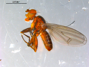  ( - 10PROBE-12740)  @12 [ ] CreativeCommons - Attribution (2011) CBG Photography Group Centre for Biodiversity Genomics