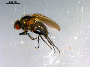  ( - 10PROBE-12823)  @12 [ ] CreativeCommons - Attribution (2011) CBG Photography Group Centre for Biodiversity Genomics