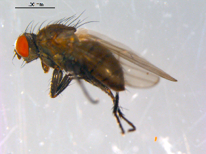  ( - 10PROBE-12924)  @13 [ ] CreativeCommons - Attribution (2011) CBG Photography Group Centre for Biodiversity Genomics