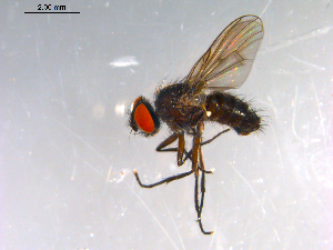  ( - 10PROBE-12928)  @13 [ ] CreativeCommons - Attribution (2011) CBG Photography Group Centre for Biodiversity Genomics