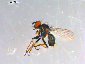  ( - 10PROBE-12930)  @12 [ ] CreativeCommons - Attribution (2011) CBG Photography Group Centre for Biodiversity Genomics
